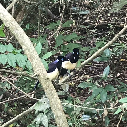 Placeres del alma - Iguazú aves